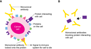 Biologics and Monoclonal Antibodies